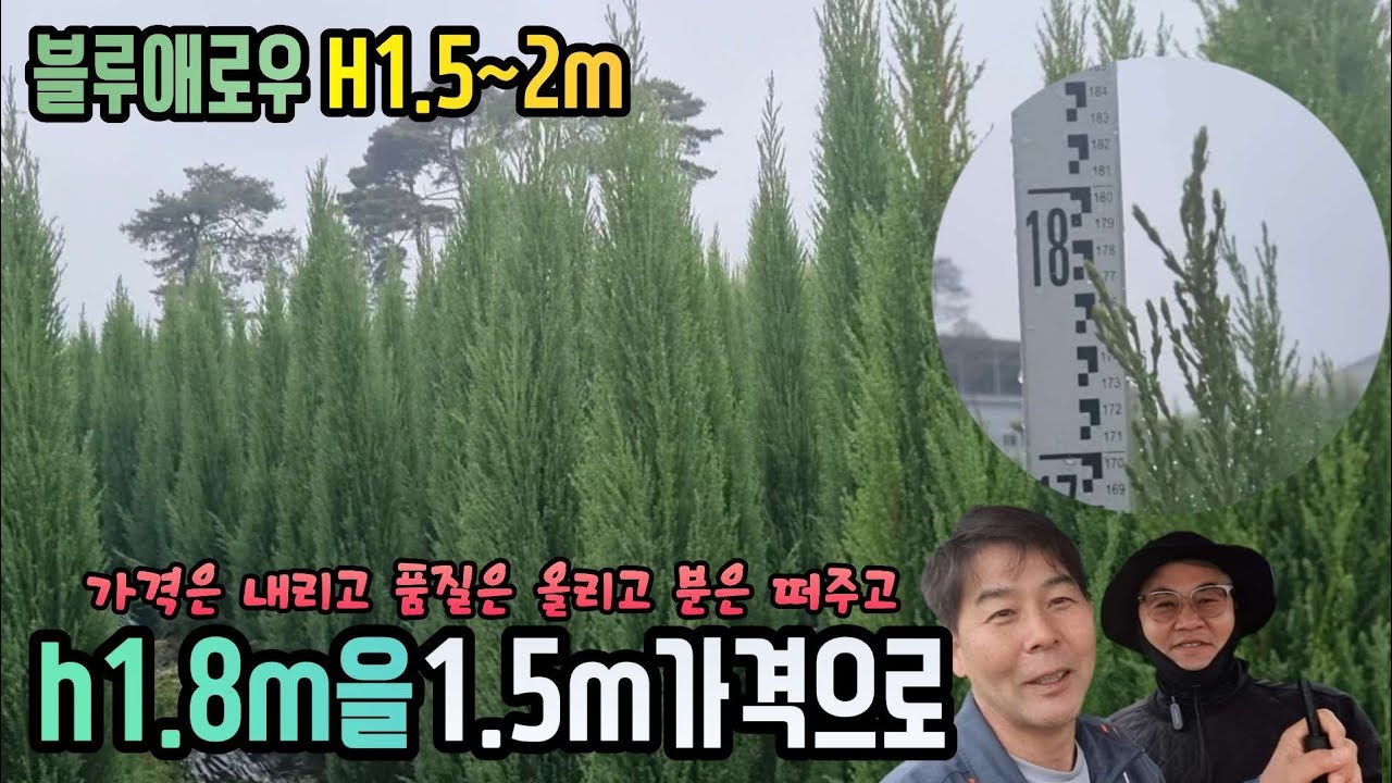 블루애로우 1.8을1.5가격으로 상차는 덤으로 [6월초까지 행사진행] #블루애로우