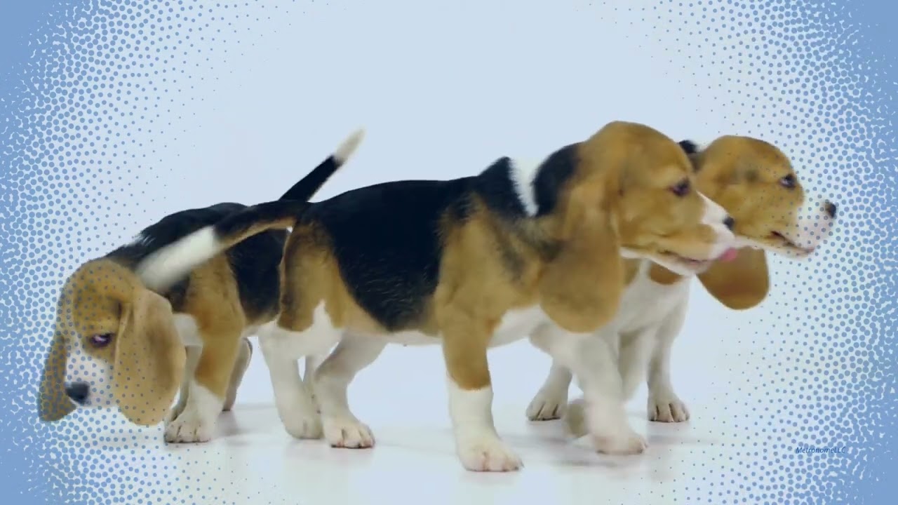 I Will Not Dream Of Puppies