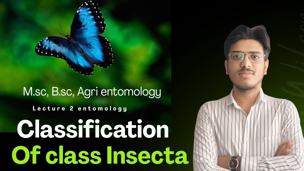 How Insects Are Classified? Detail Classification Of Class Hexapoda/Insecta.
