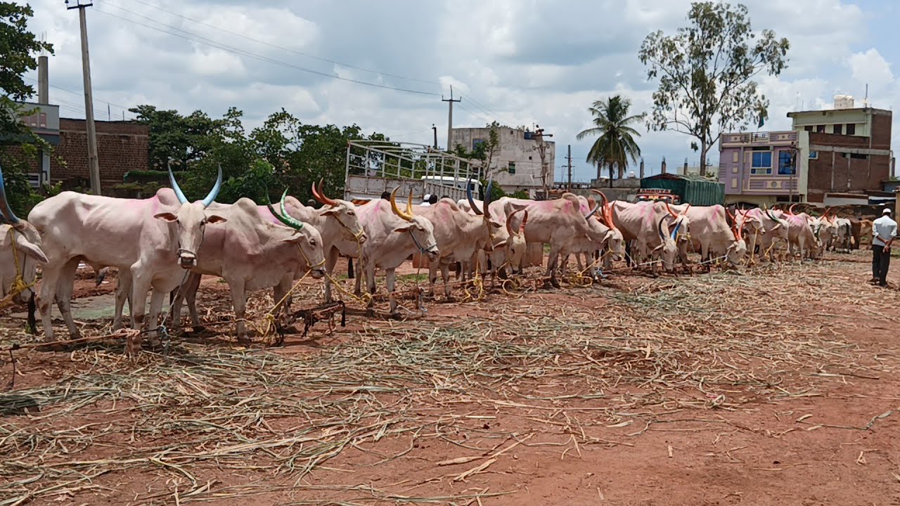 Cattle market || Super Khillari Bull's||