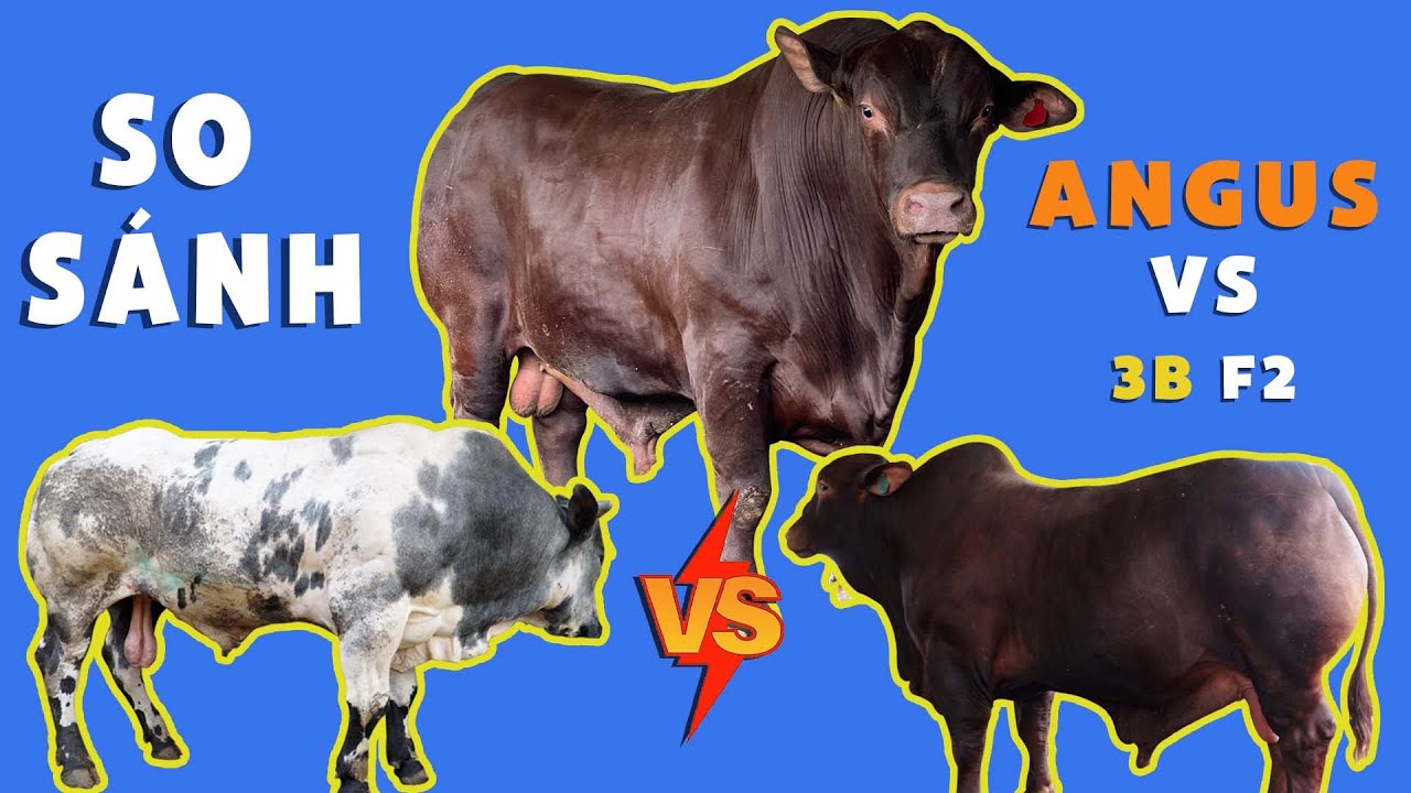 SO SÁNH BÒ 3B F2 VỚI BÒ ANGUS TRANG TRẠI HLT VỪA NHẬP