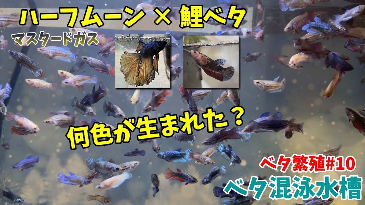 【ベタ繁殖#10】生まれた稚魚のカラーは？【ベタ混泳】