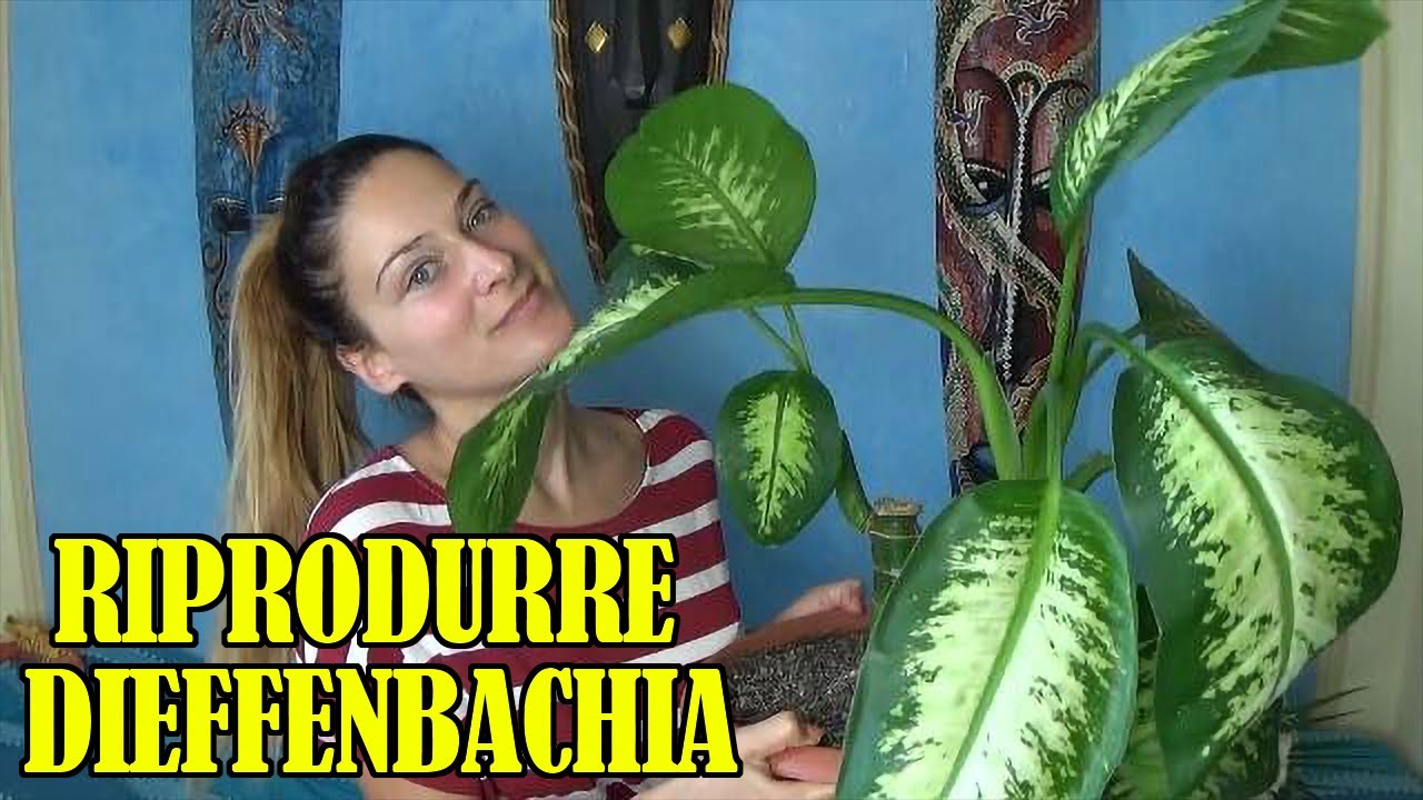 Come riprodurre e curare la Dieffenbachia 🍀