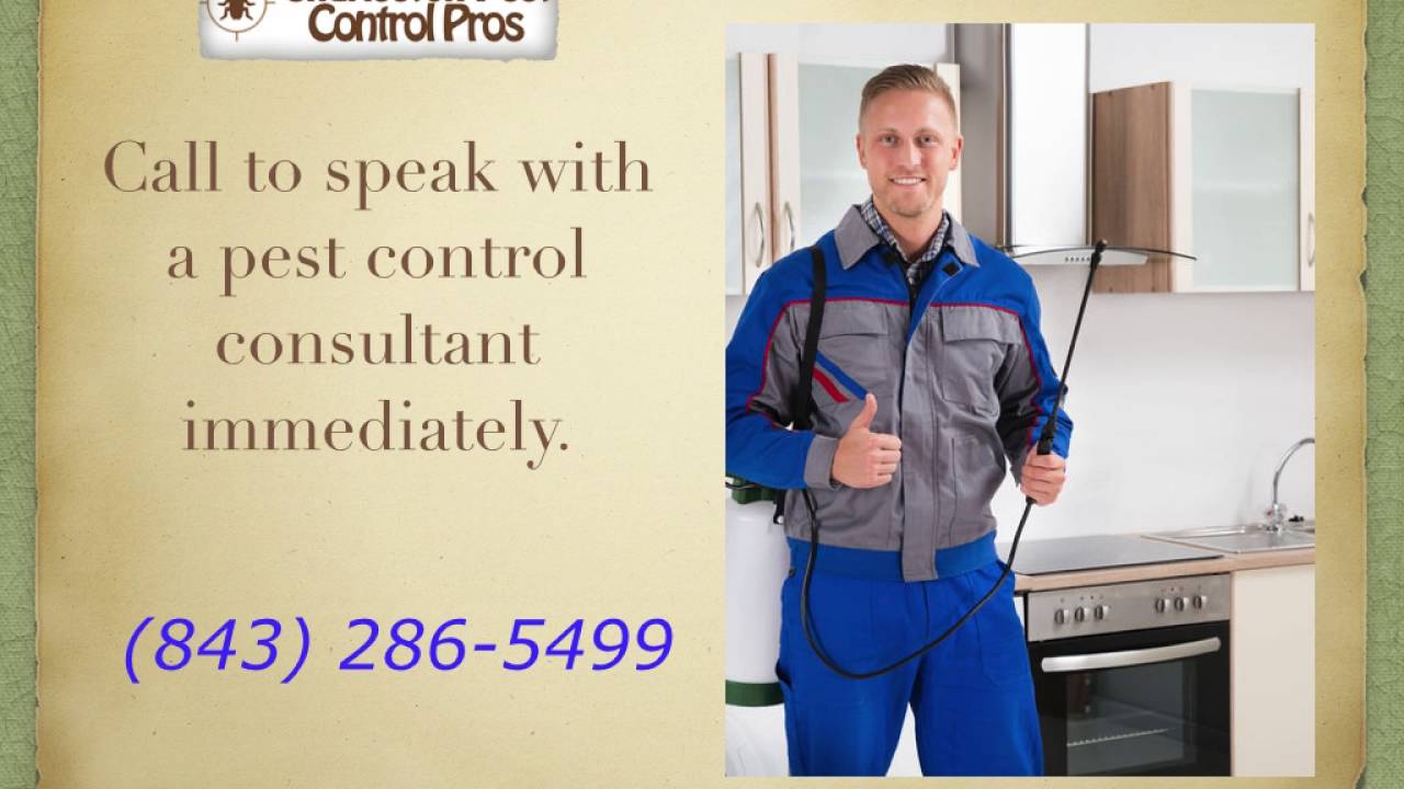 Charleston Ant Control Solution - Charleston Pest Control Pros