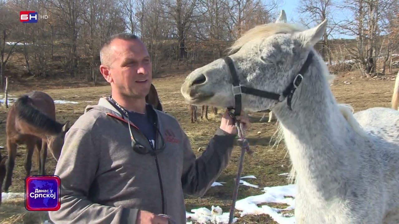 Dvojica mladih ljudi iz Foče oformili su u rodnom selu ergelu arapskih konja (BN TV 2023) HD