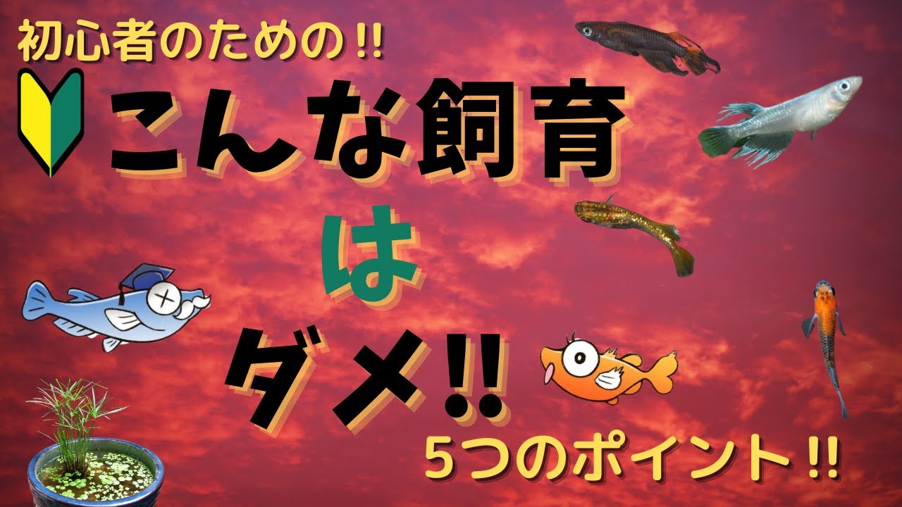 やってはいけない飼育方