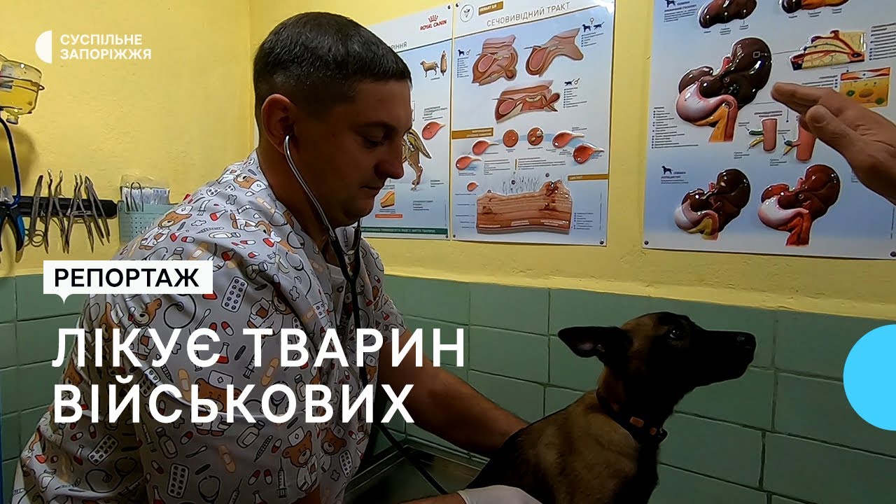 Як вільнянський ветеринар лікує тварин військовослужбовців
