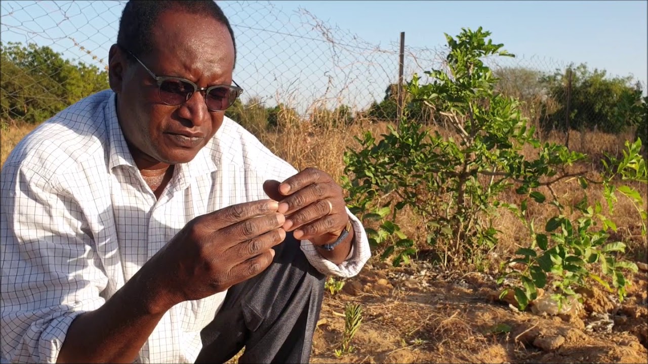 Quel système irrigué moderne en Afrique ?