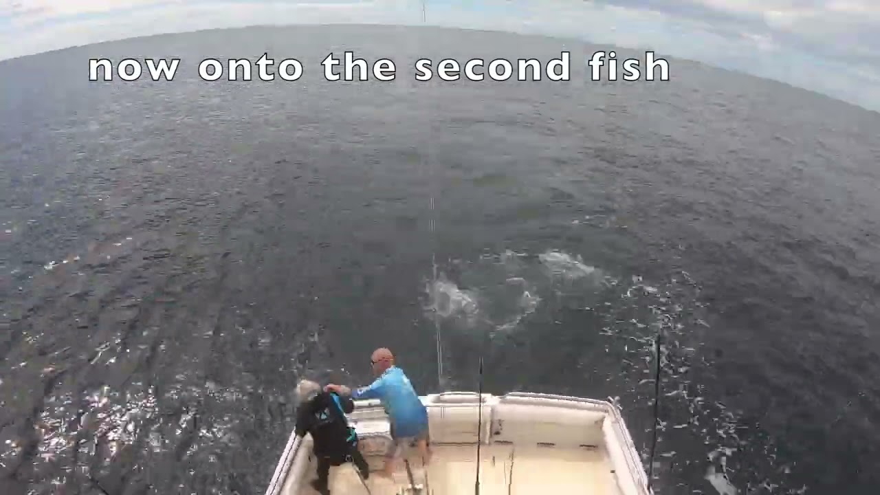 Bermagui Game Fishing - Head Hunter Charters - 60kg Yellowfin double header