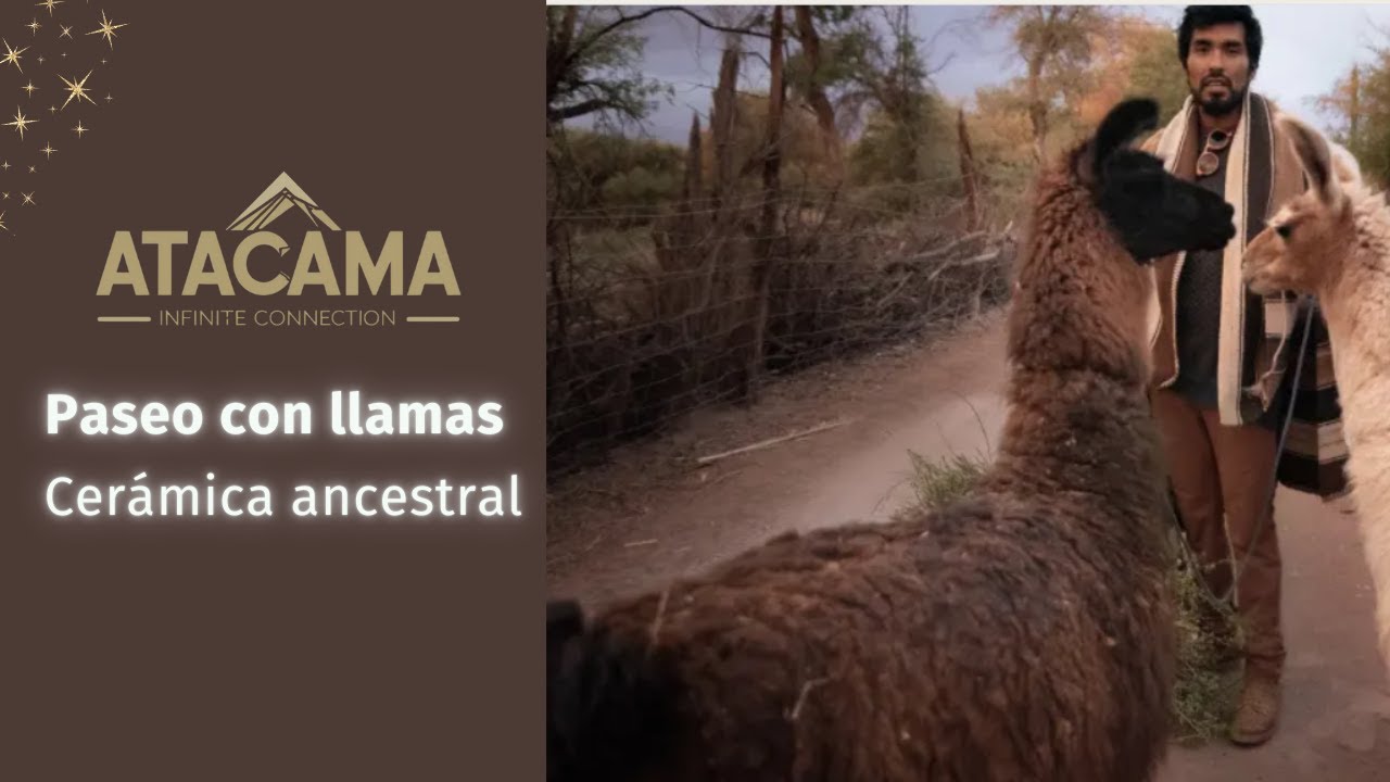 La experiencia con llamas que está revolucionando San Pedro de Atacama y metimos las manos en  barro