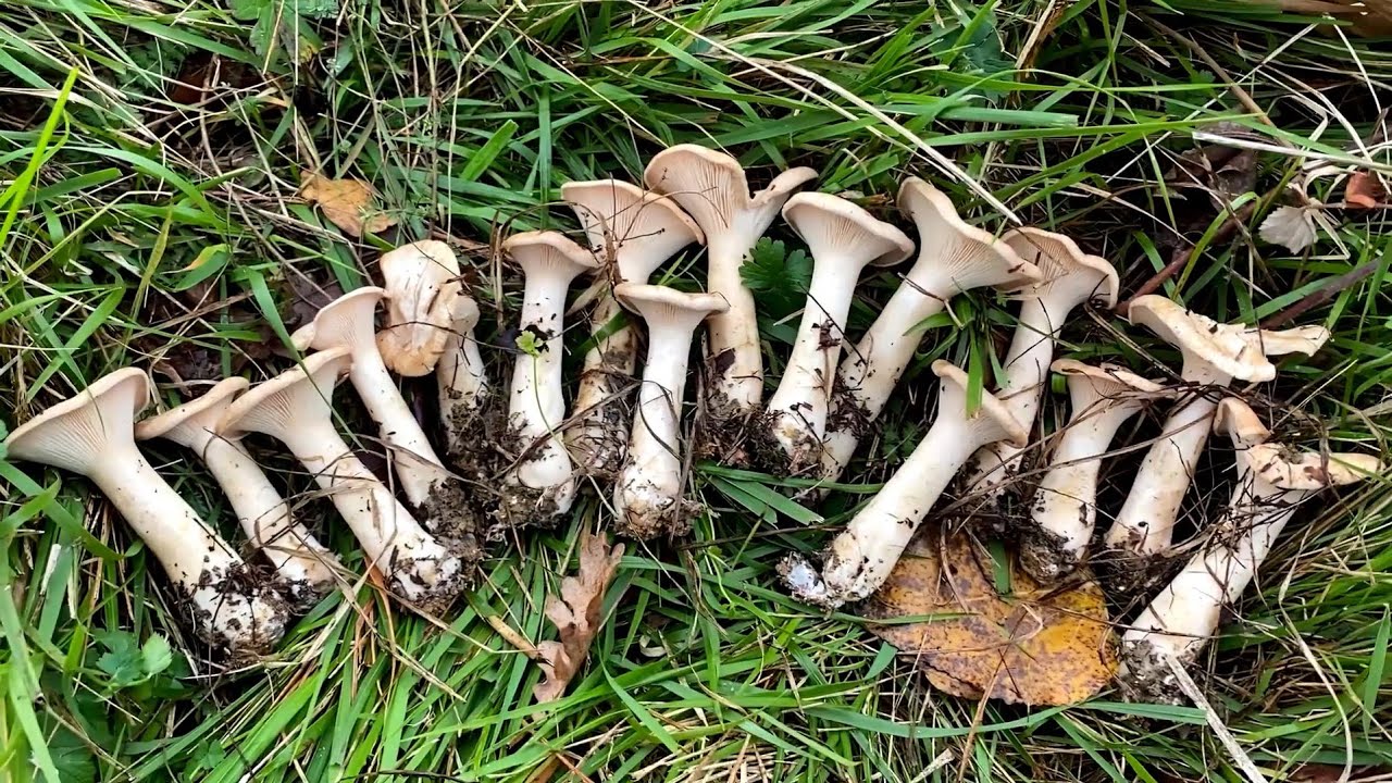 Mantar Günlükleri 2:Balkadın, Pırnal Melkisi mantarı (İnfundibulicybe geotropa), Çayır mantarı