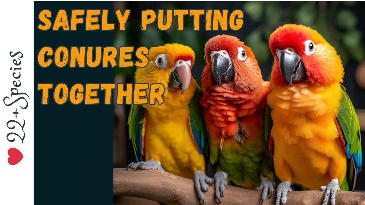 How To: Safely Putting Conures Together | #parrot_bliss #conure