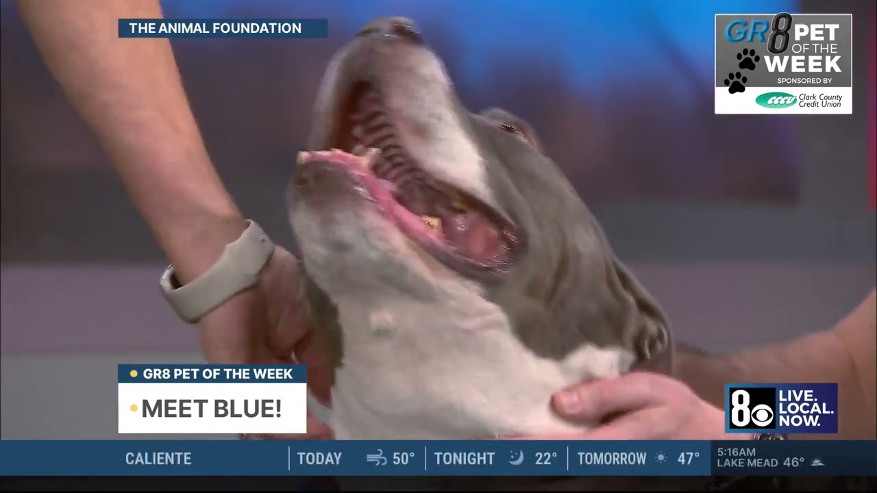 Meet Blue - Gr8 Pet of the Week