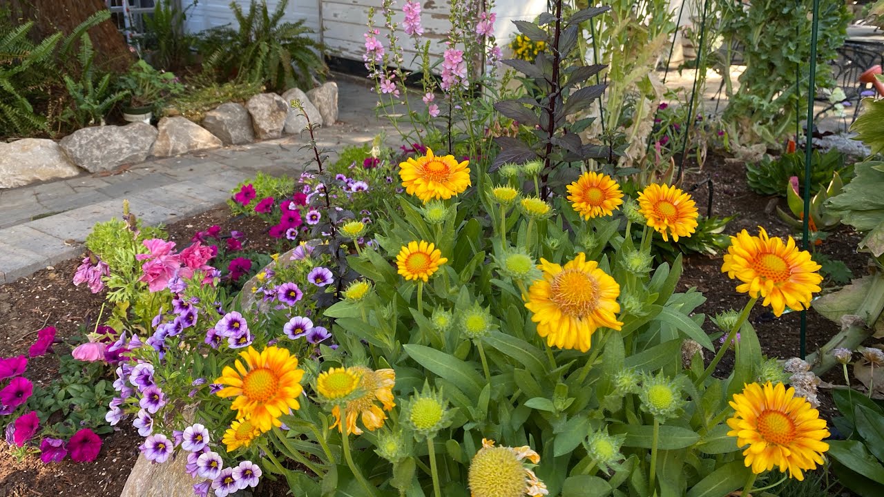 May Garden Tour of the Rock Bed in Zone 9 in 2021