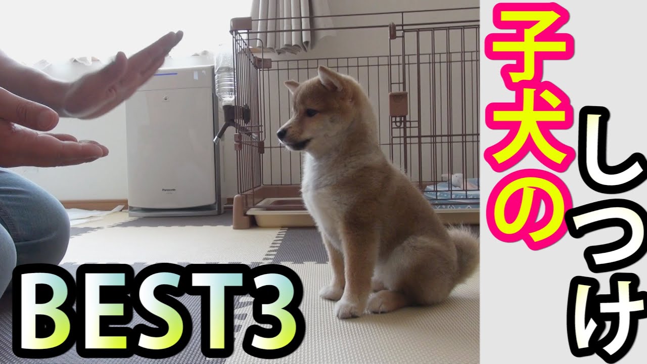 柴犬の子犬に絶対すべき「しつけ」ベスト３