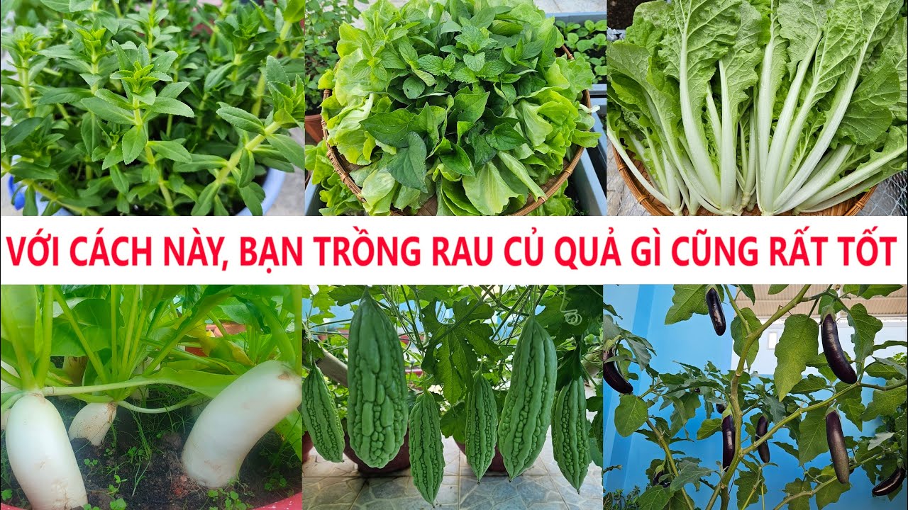 Với cách này bạn trồng rau củ quả gì cũng tốt rau sai quả