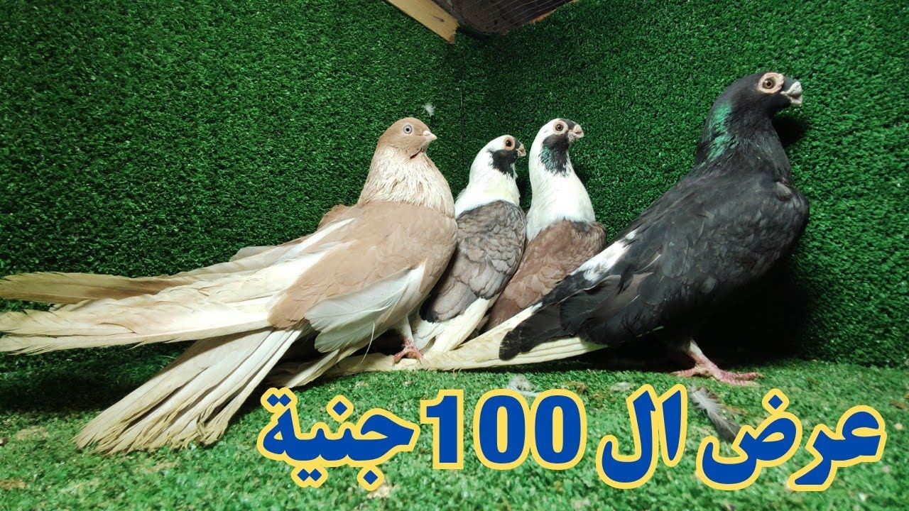 غيه حمام كامله للبيع كل انواع الحمام عروض شم النسيم