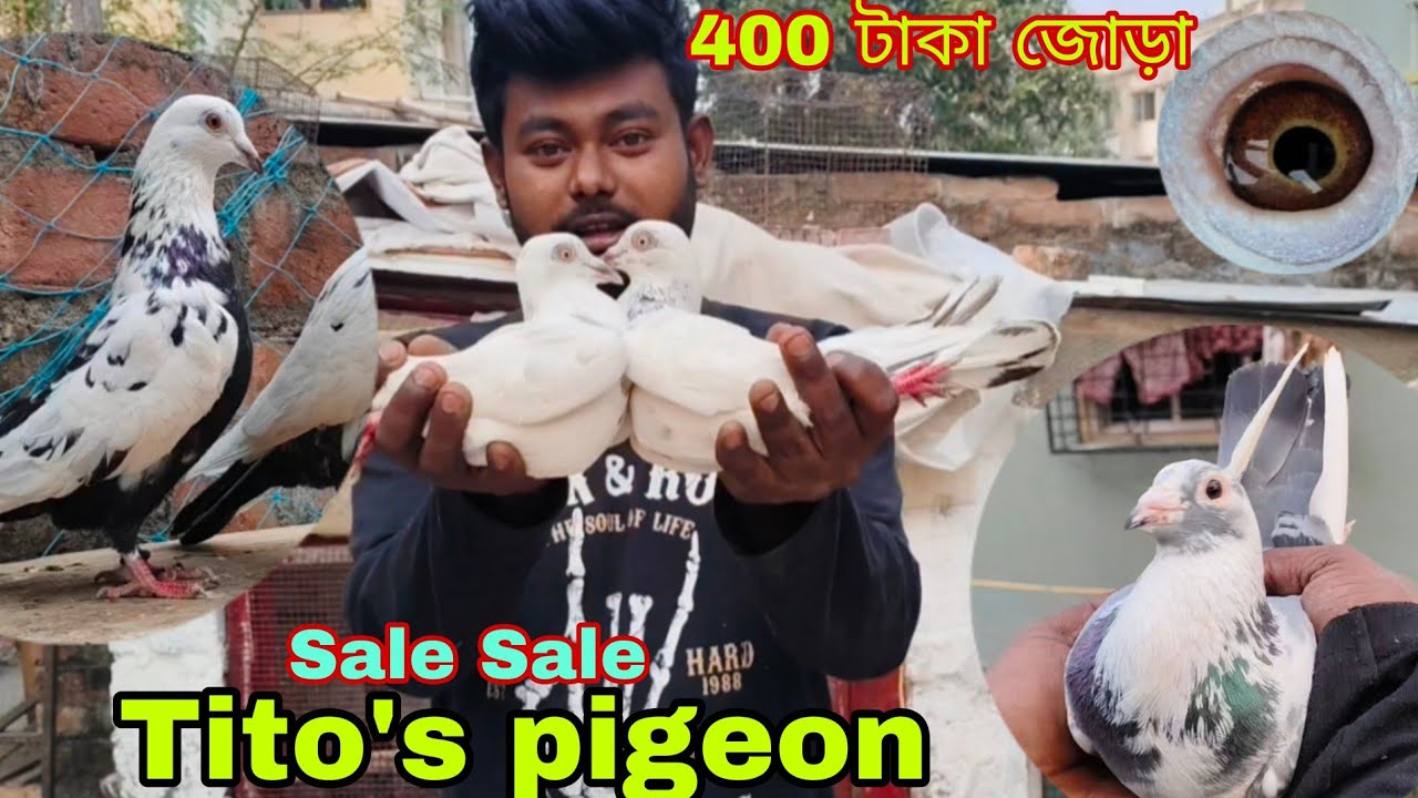 Tito's pigeon sale video ## Abluk # Andhra # Dasu # Kalo dana # শীত এর ধামাকা অফার##Vairal ## Vlog 