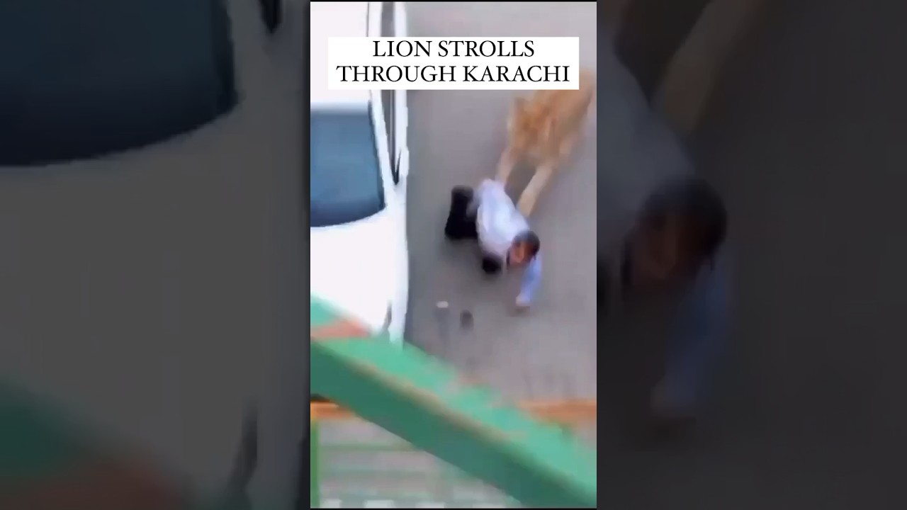 Lion Strolls Through Busy Karachi Street, Captured #lion #karachi #pakistan #wildlife #viral #shorts