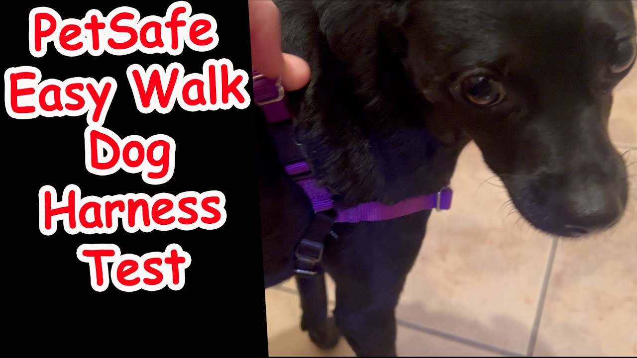 PetSafe Easy Walk No Pull Dog Harness Demo