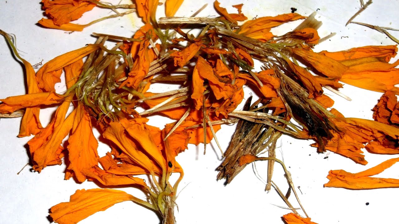 Mosquito eggs destroyer & antibiotic &ndash; Marigold