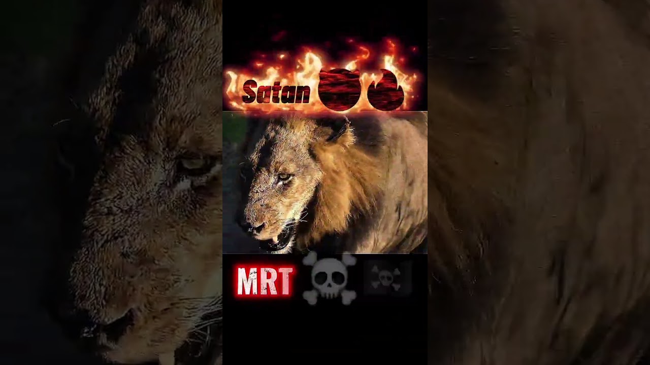 MrT the Devil 😈 🔥#Mapogo #Lion #Wildlife #Makhulu #BigCats #Documentary#AnimalKingdom #Nature#mapogo