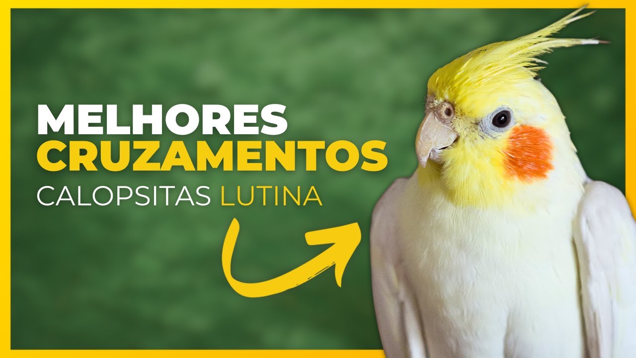 OS MELHORES CRUZAMENTOS PARA CALOPSITAS LUTINAS!