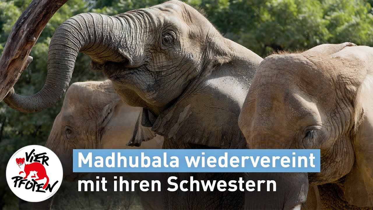 Madhubala wiedervereint mit ihren Schwestern | VIER PFOTEN
