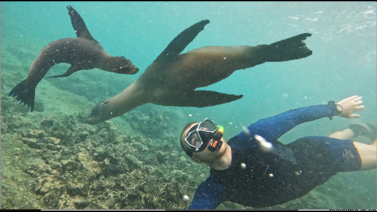 My friend Seal and resting sharks