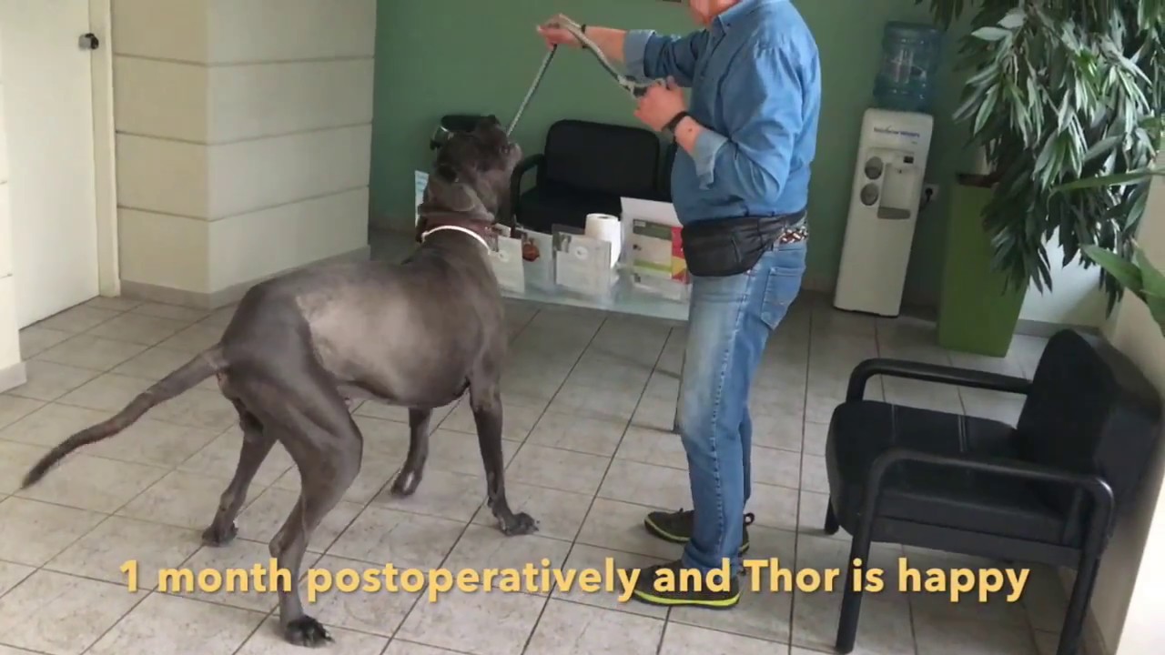Total Hip Replacement (THR) in giant breed dog(Great Dane) . KYON custom made
