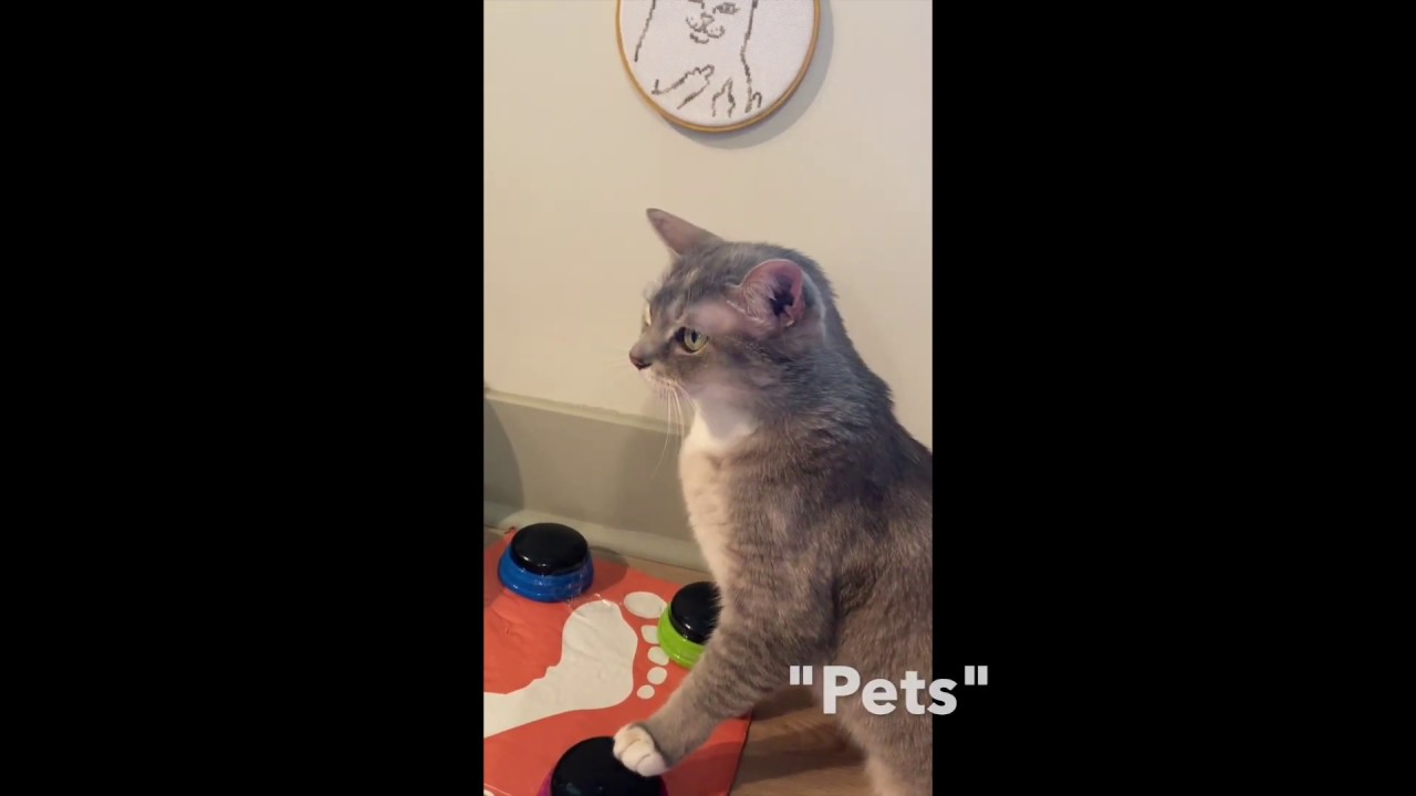 Cats Demanding Service