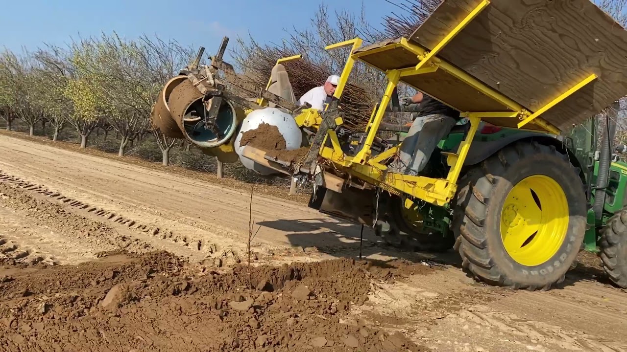 Planning almond trees