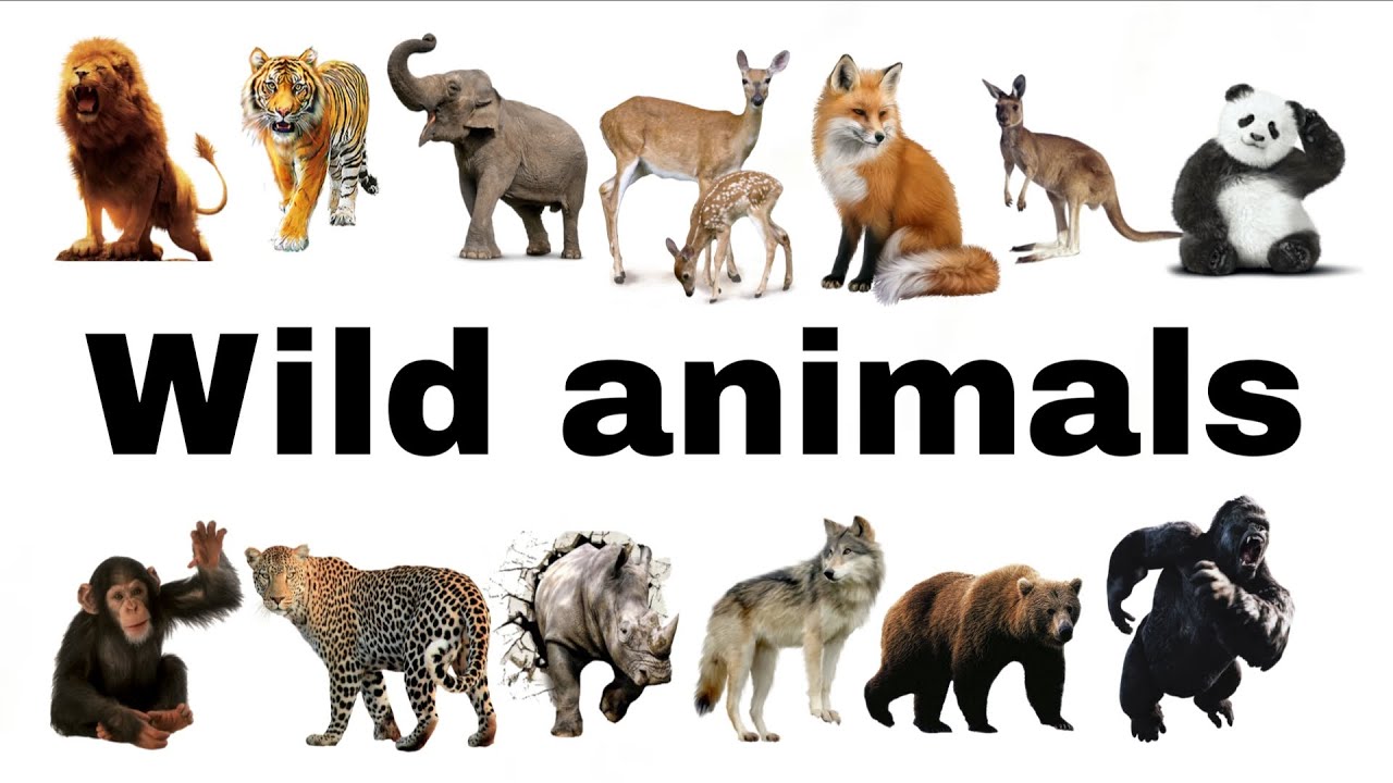 Wild animals name and pictures | 20 wild animals | animals knowledge 