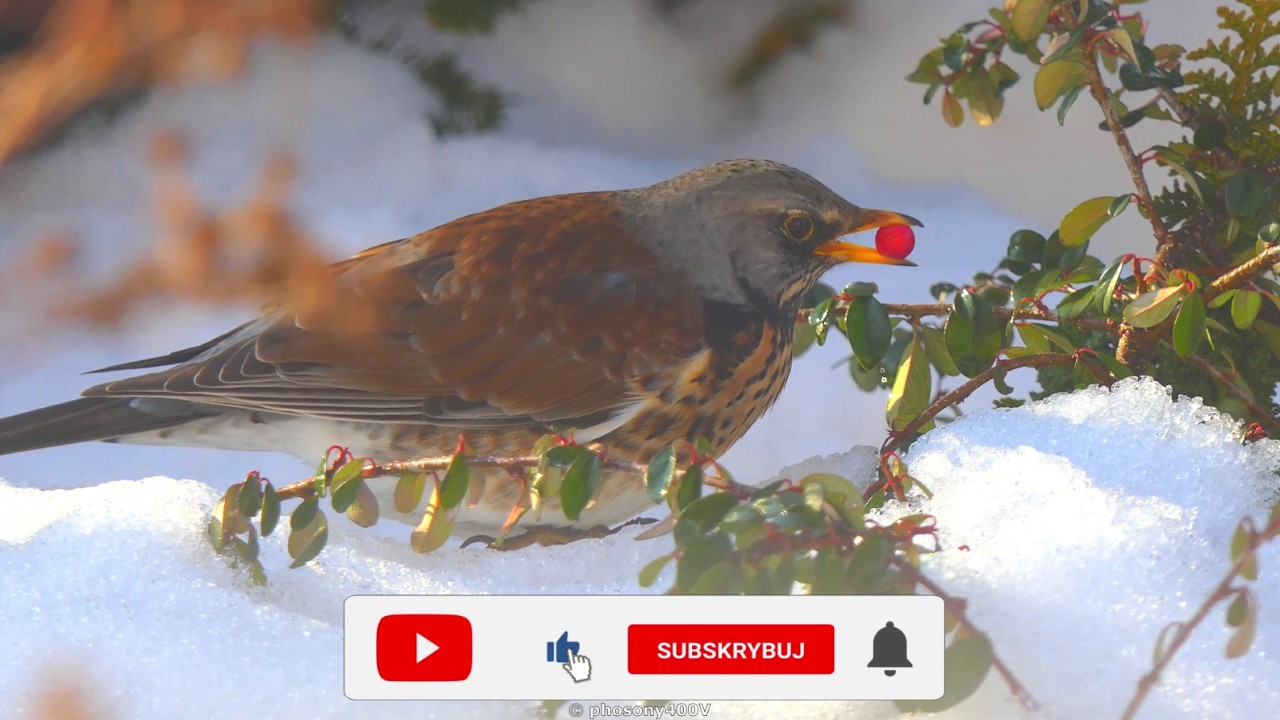 Kwiczoł - Zima 2026 | Fieldfare 4K #birdwatching #birds #ptaki