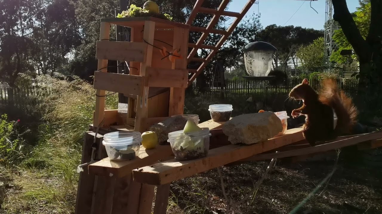 Les aliments préférés des écureuils roux ... courgettes