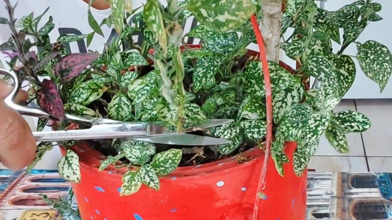 Conhece o SEGREDO dessa planta? Veja Como salvar a Hypoeste ou planta confete.