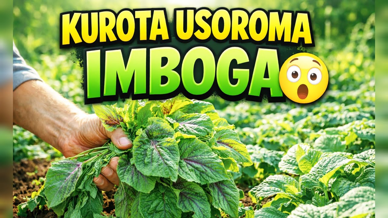Kurota usoroma imboga Ese nibibi cq nibyiza? Dore ibisobanuro byukuri- izi nzozi ziratangaje 