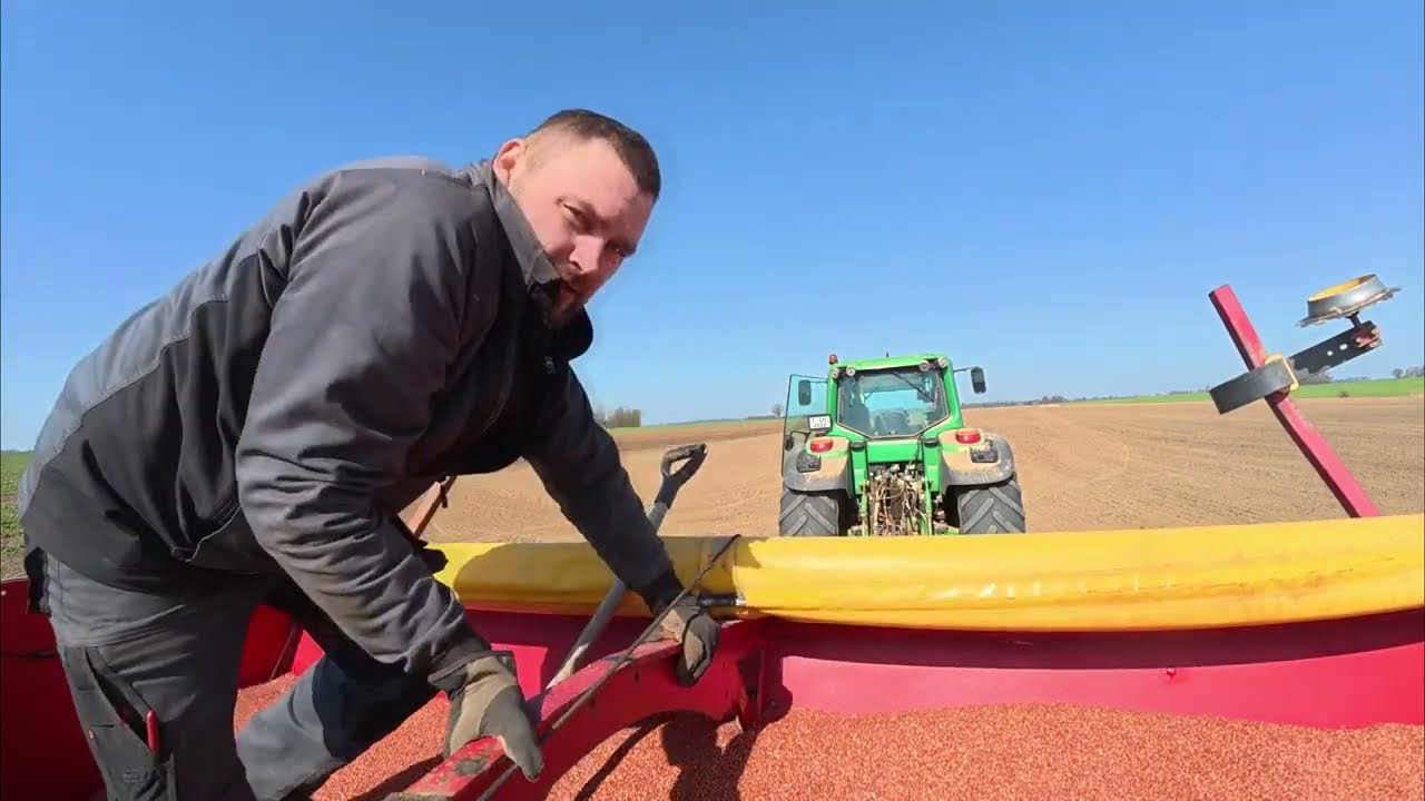 Vasaras kviešu sēšana / Посев яровой пшеницы / Seeding Spring Wheat  #2025