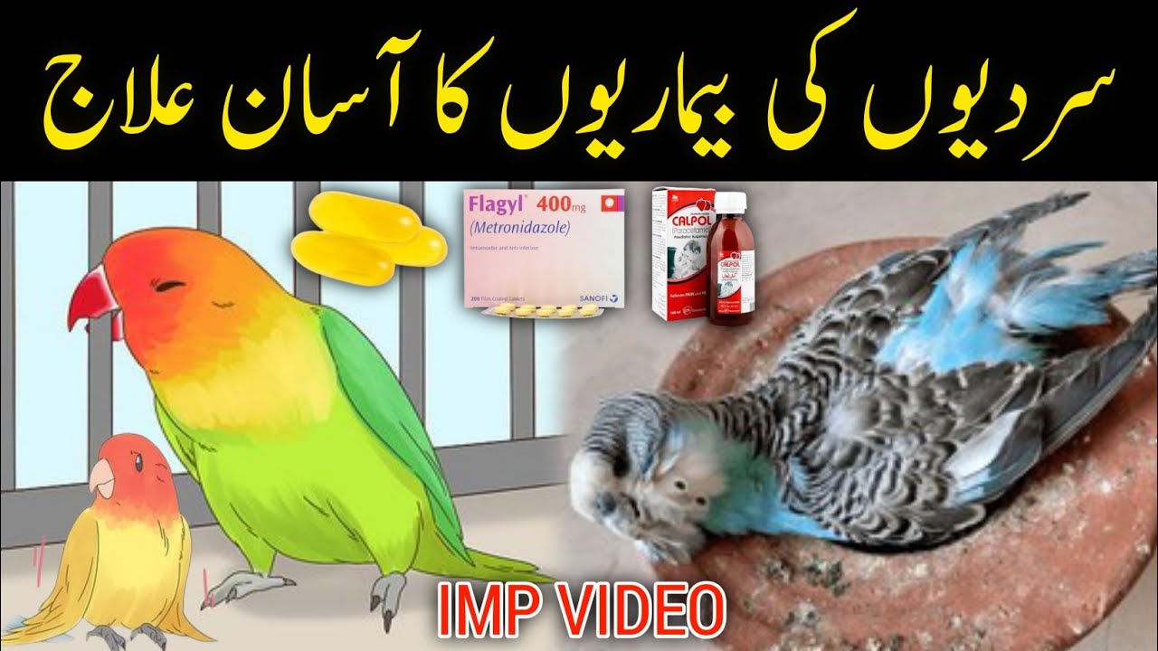 5 Diseases of Birds in Winter and Their Treatment | Budgies & Lovebirds Winter Care Tips