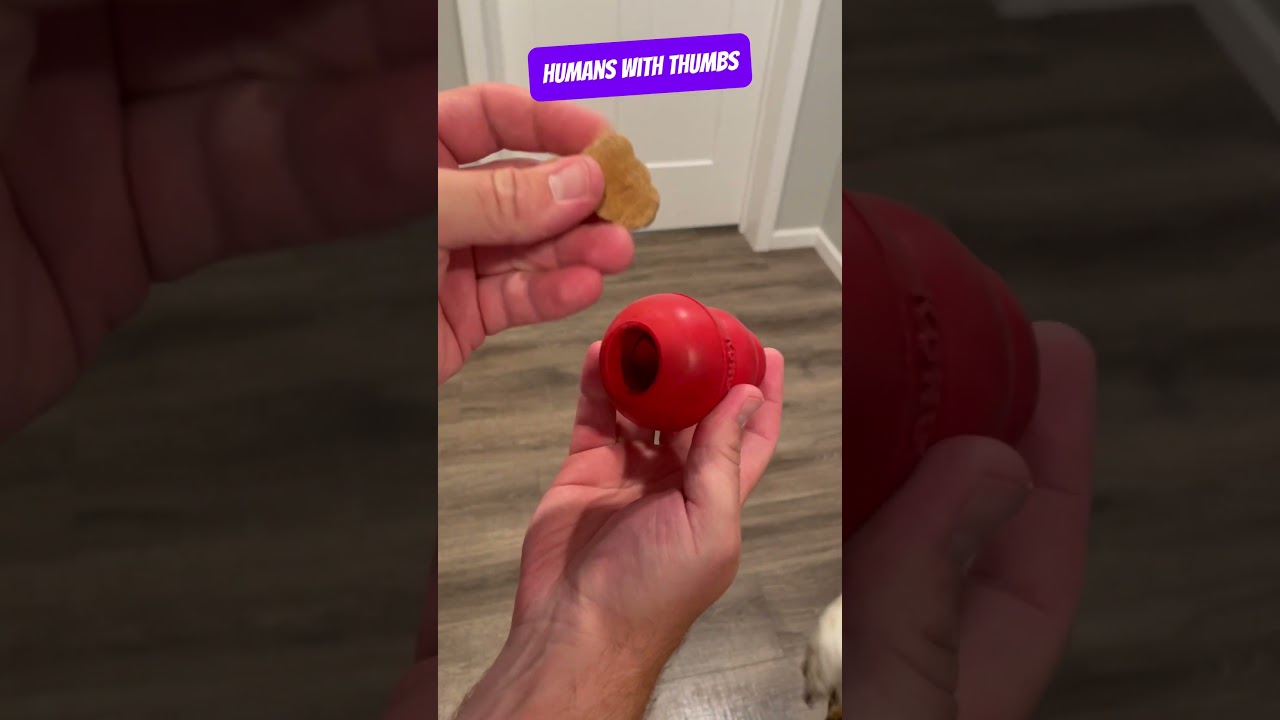 How To Use the Kong Dog Toy