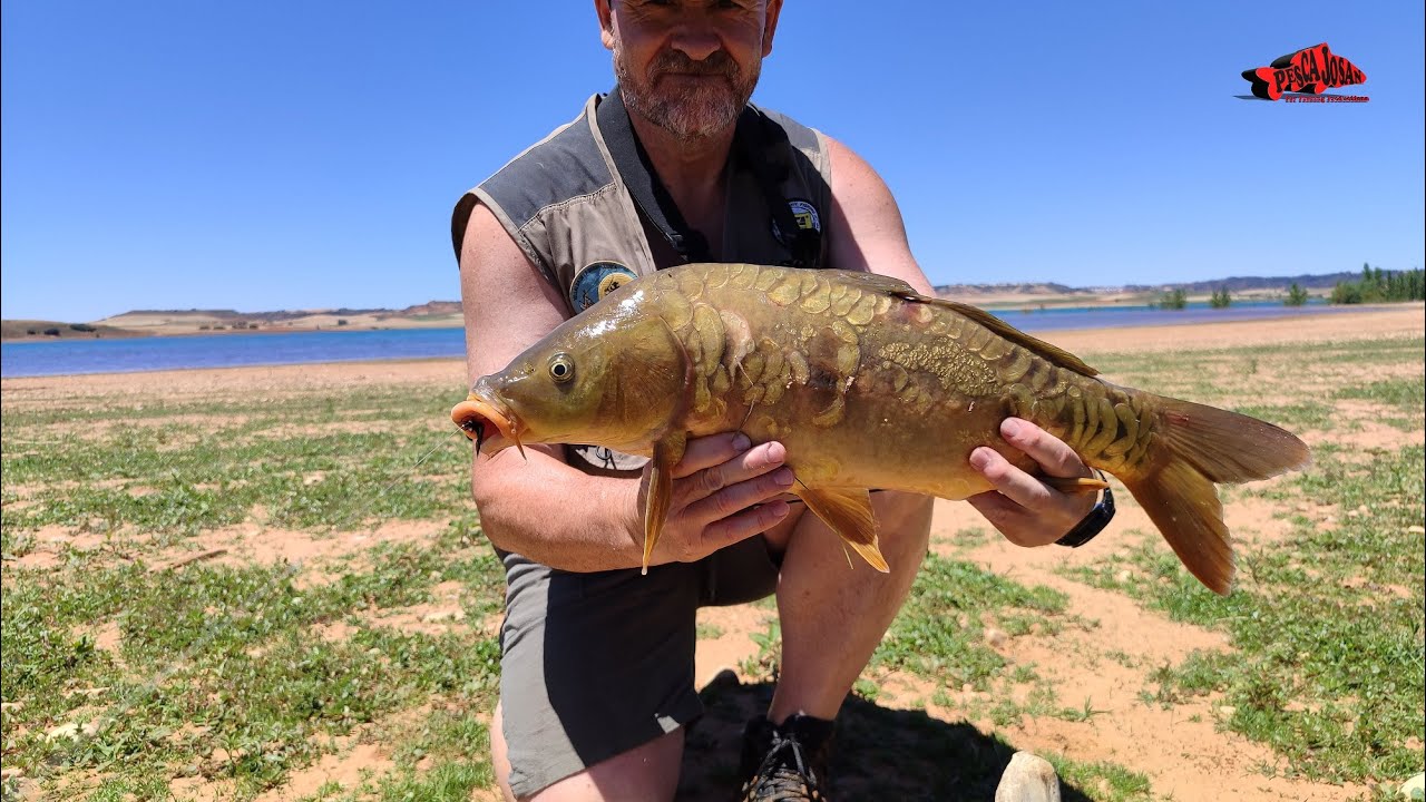 Cosas interesantes pescando carpas a mosca