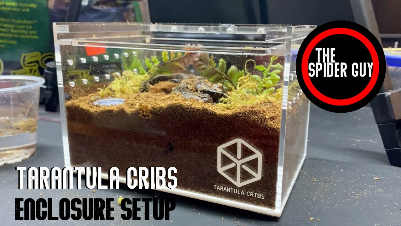 Tarantula Cribs UNBOXING and setup! Grammostola Pulchra Sling