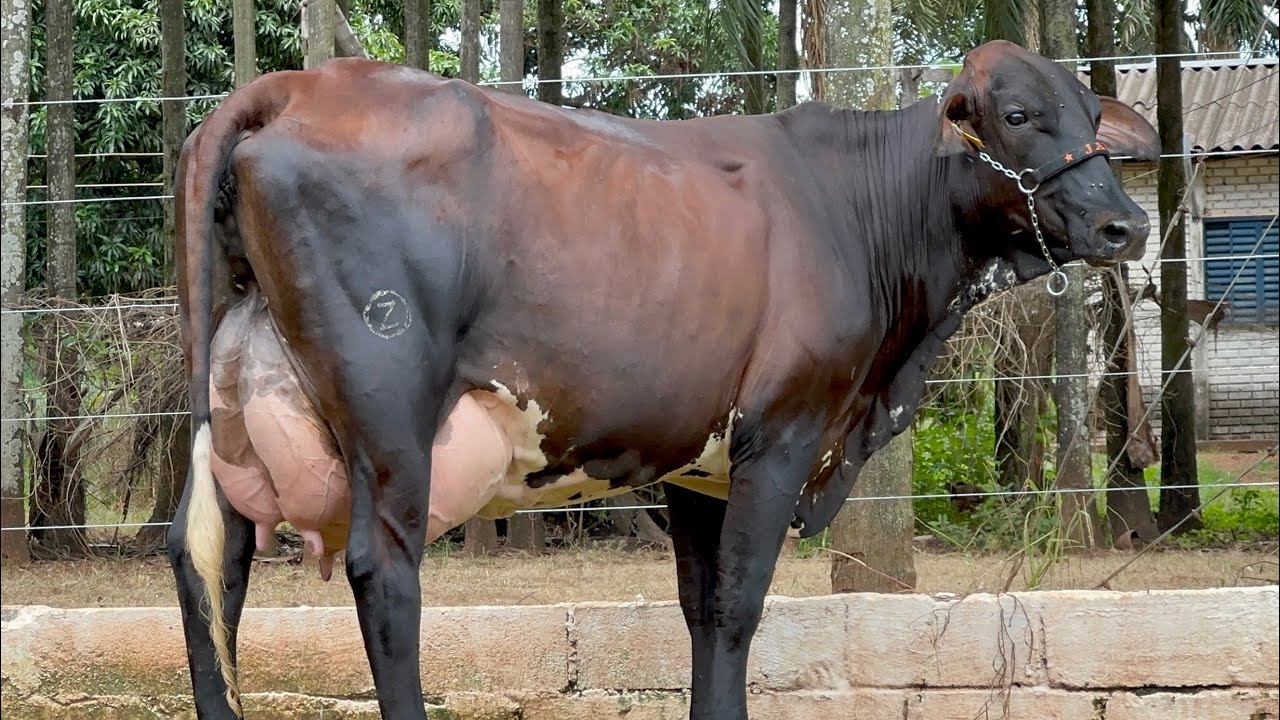 Lote 14 | 10&ordm; LEIL&Atilde;O VIRTUAL JAVA PECU&Aacute;RIA - 25/02/2023 (DOMINGO) 17H