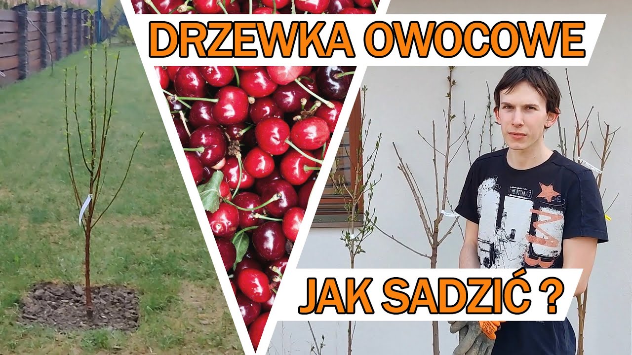 Jak sadzić drzewa owocowe? CZEREŚNIA, WIŚNIA, BRZOSKWINIA, DEREŃ