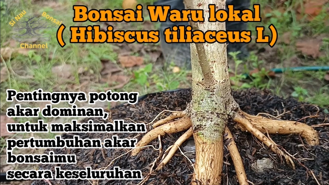 Bonsai Waru lokal ( Hibiscus tiliaceus ) Pentingnya potong akar dominan, untuk maksimalkan perakaran