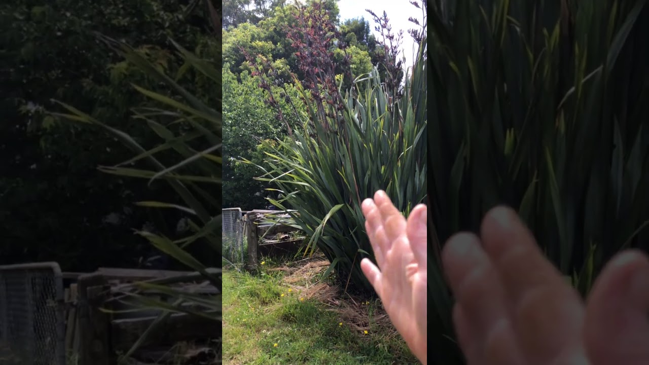 Part of the ‘Harakeke Compost’ series
