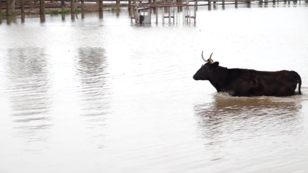 El xarnego salva un centenar de bous de morir ofegats pel temporal Glòria