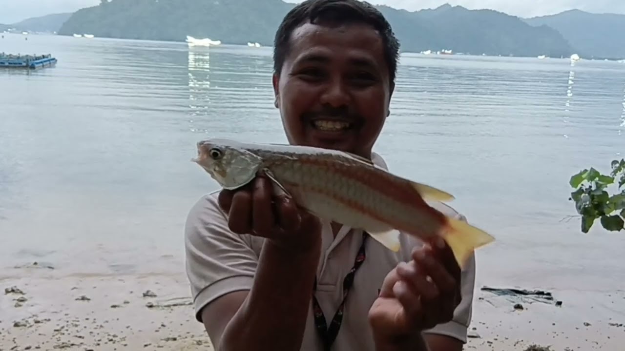 Mancing belanak ekor kuning,,malah di hajar ikan baronang #mancing #mancingmania #spearfishing 
