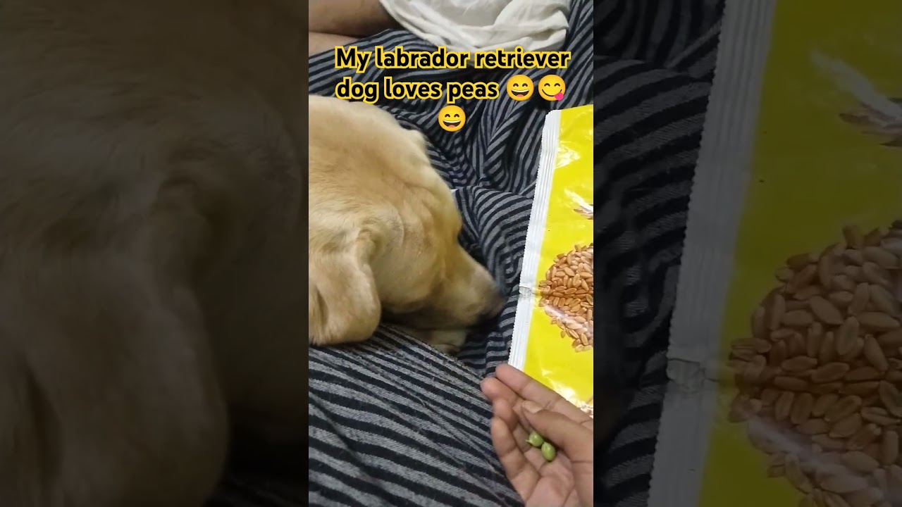Labrador retriever dog loves to eat peas/ vegetable