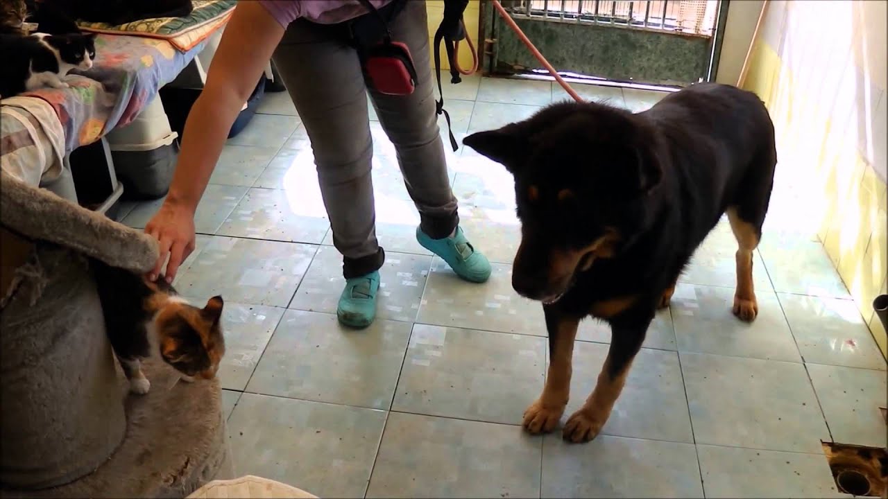 Animalinneed Shelter: Diesel
